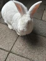 GEZOCHT! Nieuw baasje, Vrouwelijk, Groot, 3 tot 5 jaar