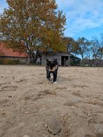 Stalling voor 1 pony op paddock paradise beschikbaar, Dieren en Toebehoren, Stalling en Weidegang, Stalling, 1 paard of pony