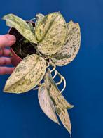 Scindapsus Crème Brulee p12 (4)