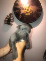 Engelse Staffordshire Bull Terrier Pups, Dieren en Toebehoren, Honden | Jack Russells en Terriërs, Rabiës (hondsdolheid), Overige rassen