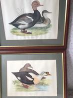 Gravuren, etsen, Eenden platen,Tassotti ., Antiek en Kunst, Ophalen