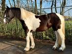 Mooie braafgereden zwart bonte E pony, Gechipt, 7 tot 10 jaar, Recreatiepony, Merrie