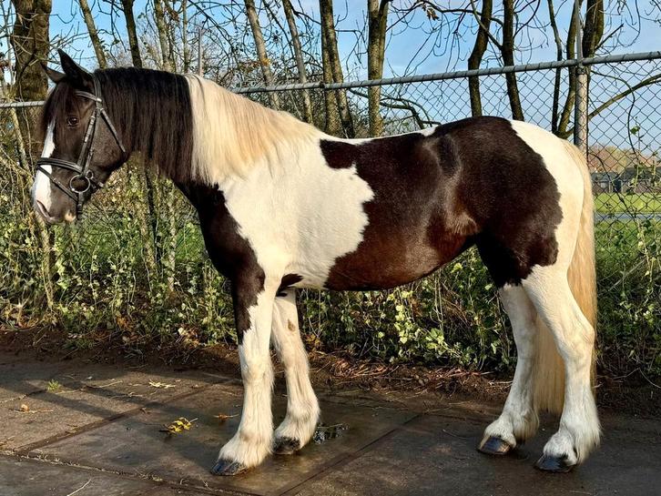 Mooie braafgereden zwart bonte E pony, Dieren en Toebehoren, Pony's, Merrie, E pony (1.48m - 1.57m), Recreatiepony, 7 tot 10 jaar