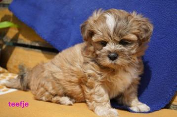 Kleine boomer pups, maltezer - shih tzu.  beschikbaar voor biedingen