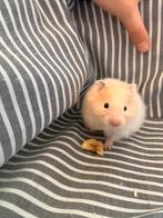 Leuke jonge syrische goudhamster (II), Hamster, Mannelijk, December, Tam