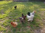 Ter overname Brahma's & 2 legkippen, Dieren en Toebehoren, Pluimvee, Vrouwelijk, Kip