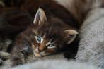 5 Maine Coon kittens, 23 juni geboren, Dieren en Toebehoren, Katten en Kittens | Raskatten | Langhaar, Meerdere dieren, Gechipt