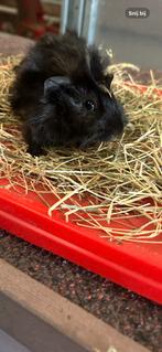 Zwarte cavia beer, Dieren en Toebehoren, Knaagdieren, Cavia, Mannelijk, Tam, September