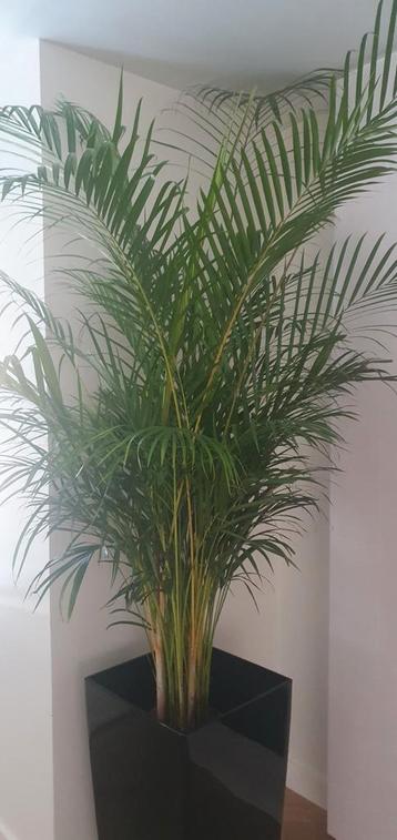 Palmboom groot en vol Areca palmen binnen plant excl. Pot