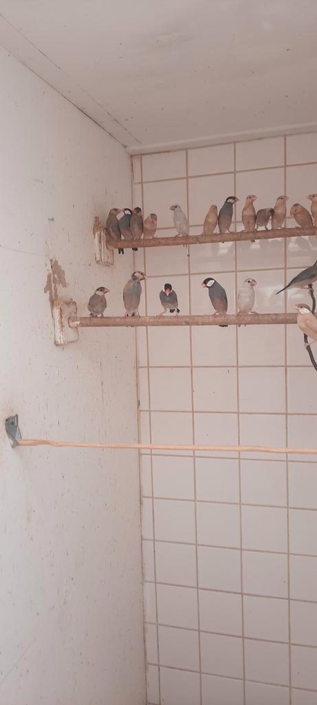 Te koop div rijstvogels, Dieren en Toebehoren, Vogels | Overige Vogels, Tropenvogel, Meerdere dieren