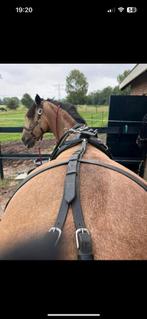 Compleet enkelspan van Imperial Riding “leuk prijsje !, Dieren en Toebehoren, Paarden en Pony's | Hoofdstellen en Tuigage, Overige soorten