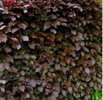 Rode beukenhaag - Fagus sylvatica 'Atropunicea' - Beuk rood, Ophalen of Verzenden, Beukenhaag, 100 tot 250 cm