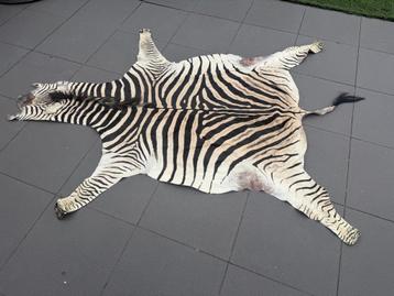 Zebra kleed beschikbaar voor biedingen