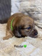 Prachtige pups, Dieren en Toebehoren, Reu, CDV (hondenziekte), 8 tot 15 weken, Dwerg