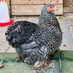 Cochin kriel hen van 1 jaar oud, Vrouwelijk, Kip