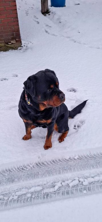 Forse Rottweiler dekreu beschikbaar voor biedingen