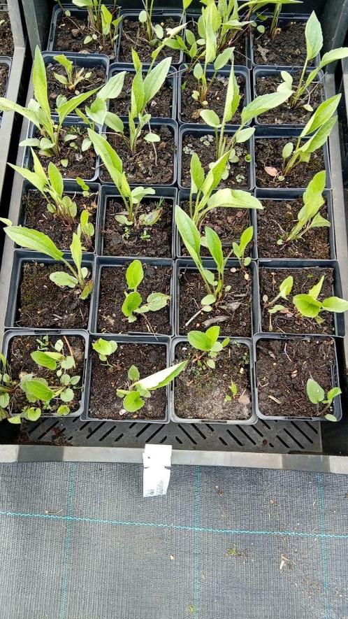 Rudbeckia fulgida Goldstrum, Tuin en Terras, Planten | Tuinplanten, Overige soorten, Volle zon, Zomer, Ophalen