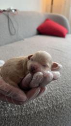 Puppy ( Bumer ), Dieren en Toebehoren, Katten en Kittens | Raskatten | Korthaar, Kater, 0 tot 2 jaar