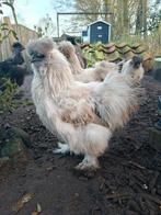 USA Zijdehoen Haan, Mannelijk, Kip