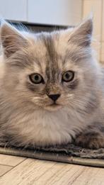 Te koop main coon kittens, Dieren en Toebehoren, Katten en Kittens | Raskatten | Langhaar, Poes