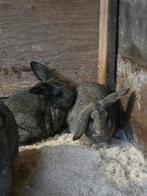 Jonge konijnen, Vlaamse reus, dwergkonijn, Dieren en Toebehoren, Konijnen, Geslacht onbekend, Groot, 0 tot 2 jaar