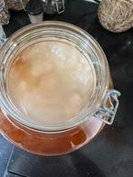 SCOBY voor home made kombucha, Diversen, Levensmiddelen, Ophalen of Verzenden