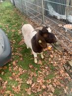 Boergeit, Dieren en Toebehoren, Schapen, Geiten en Varkens, Vrouwelijk, Geit