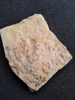 Mangaan dendriet, Ophalen of Verzenden, Fossiel