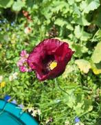 Zaden van PAPAVER-MIX, Ophalen, Voorjaar, Volle zon, Zaad