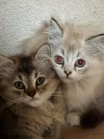 😻3 langharige lieve kittens britse langhaar X Ragdoll, Dieren en Toebehoren, Katten en Kittens | Raskatten | Langhaar, Meerdere dieren
