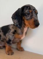 Nog 2 dwergteckel pups klaar voor vertrek, België, CDV (hondenziekte), 8 tot 15 weken, Korthaar