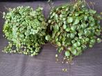 Peperomia 2 soorten, Huis en Inrichting, Kamerplanten, Ophalen of Verzenden, Overige soorten, In pot, Minder dan 100 cm