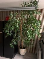 Grote Ficus Benjamin (2m) met pot, Ophalen, Ficus, 200 cm of meer, In pot