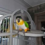 Alexanderparkiet en Zwartkop Caique  met kooi, Mannelijk, Papegaai, Pratend