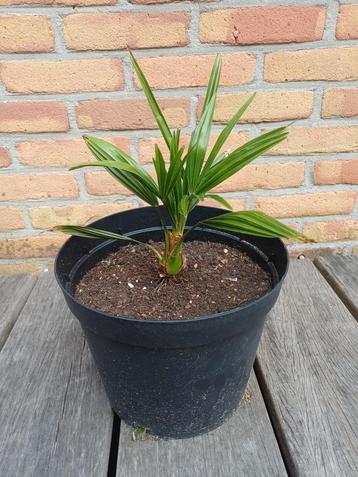 Chinese Waaierpalm in Pot/ Trachycarpus Fortunei beschikbaar voor biedingen