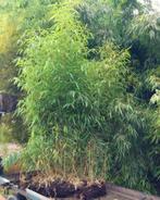 Phyllostachys Vivax Huangwenzhu: Reuzenbamboe met Contrasten, Overige soorten, Volle zon, Vaste plant, Ophalen of Verzenden
