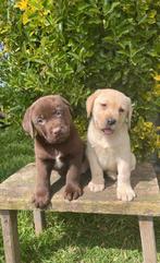 Labrador pups, Meerdere, 8 tot 15 weken, Labrador retriever, Reu