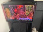 Aquarium, Dieren en Toebehoren, Vissen | Aquaria en Toebehoren, Ophalen, Zo goed als nieuw, Gevuld zoetwateraquarium