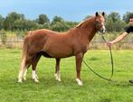 Bewezen sectie B merrie te koop! Keur en preferent c pony, Dieren en Toebehoren, Paarden, Merrie, Minder dan 160 cm, Gechipt, Onbeleerd