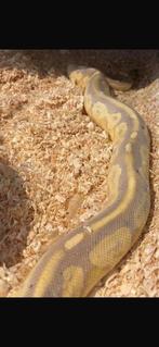 ball/ koningspython banana enchi 2022, Dieren en Toebehoren, Slang, 0 tot 2 jaar