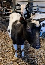 3 bonte geiten te koop, Vrouwelijk, Geit, 6 jaar of ouder