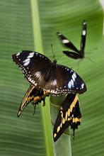 Hypolimnas Bolina Eitjes, Eén persoon, Overige typen