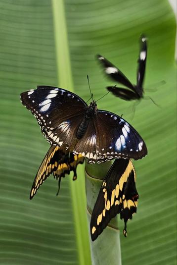 Hypolimnas Bolina Eitjes beschikbaar voor biedingen