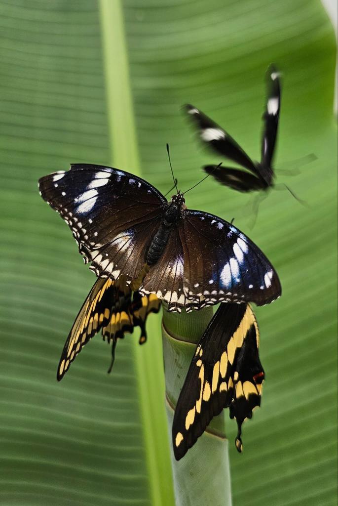Hypolimnas Bolina Eitjes, Tickets en Kaartjes, Recreatie | Dierentuinen, Eén persoon, Overige typen