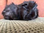 Prachtig jong/ baby cavia zeugje zwart/ choco kleur, Dieren en Toebehoren, Cavia, Vrouwelijk, Tam, Oktober