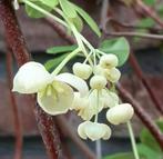 Akebia Quinata 'Alba' Klimplant, Ophalen, Vaste plant, Halfschaduw, Klimplanten