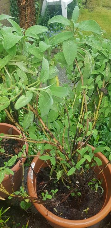 Salieplant in pot
