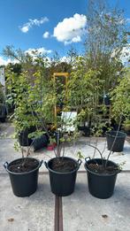 Krenten boompjes bloeit volop in het voorjaar witte bloem, Vaste plant, Halfschaduw, Lente, Ophalen