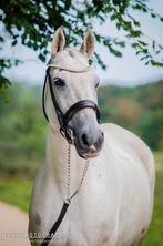 Dressuur hoofdstel Lak brede neusriem, Dieren en Toebehoren, Ophalen of Verzenden, Gebruikt, Dressuur