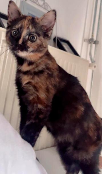 Lieve schildpadkleurige poes van 4 maanden zoekt warm thuis beschikbaar voor biedingen